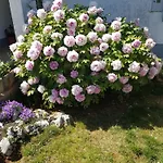 Apartment Barac Porec