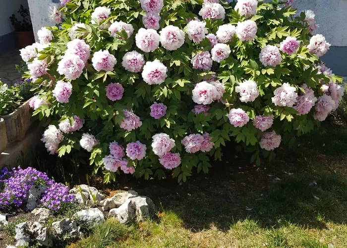 Apartamento Barac Poreč