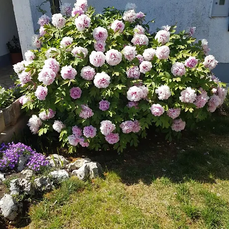 Appartamento Barac Porec